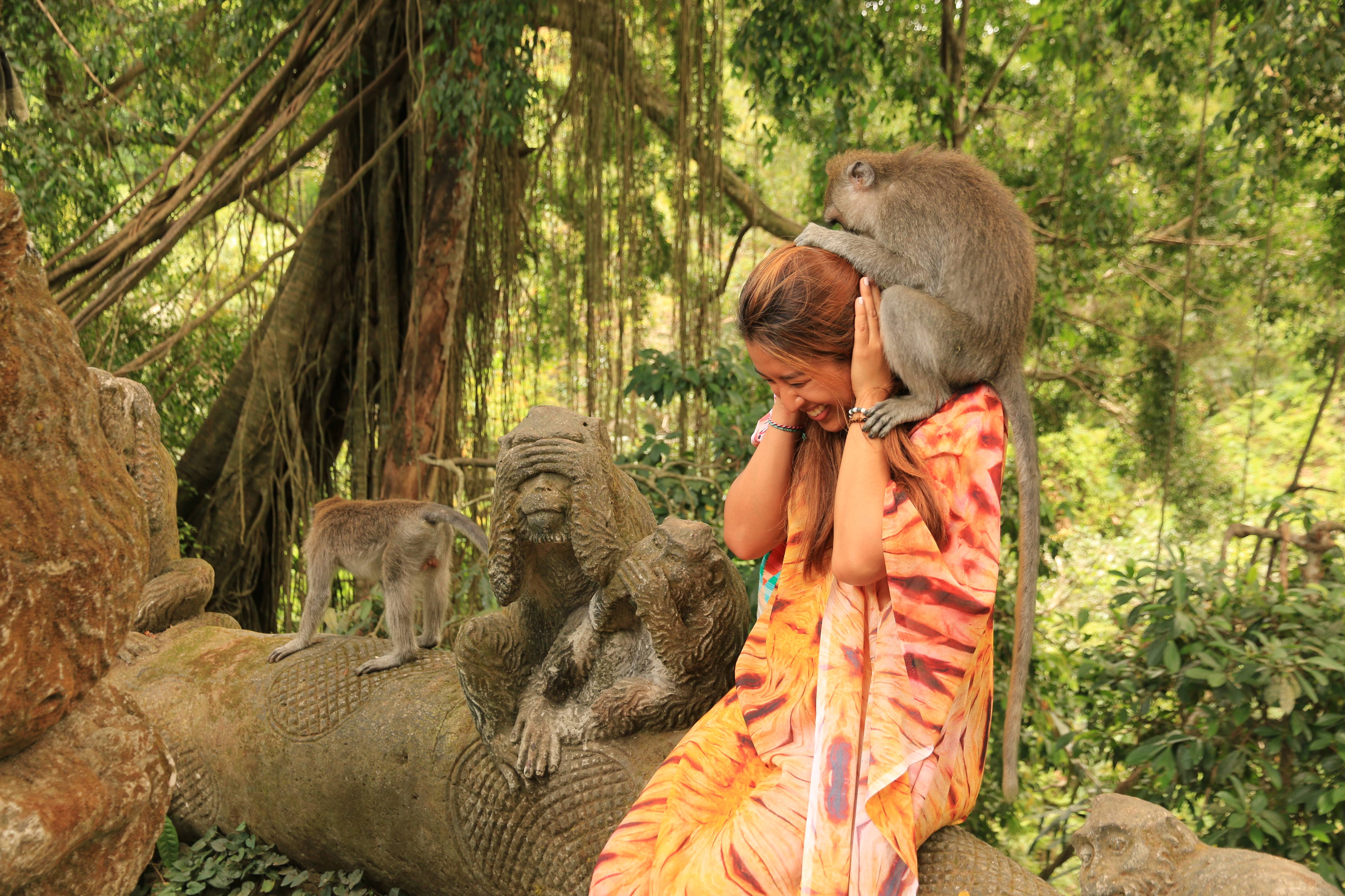 Ubud monkeys